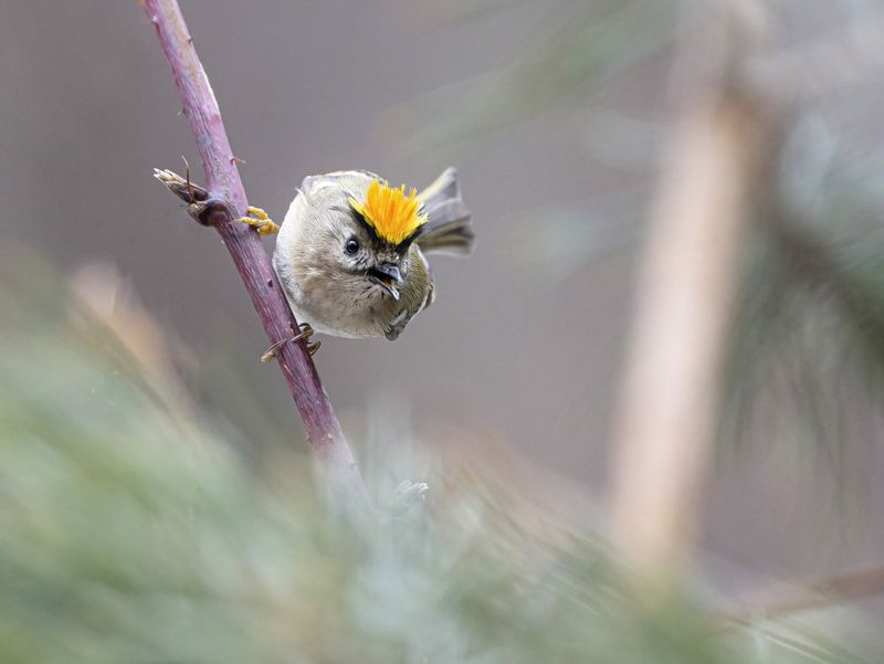 птицы,природа, зима \