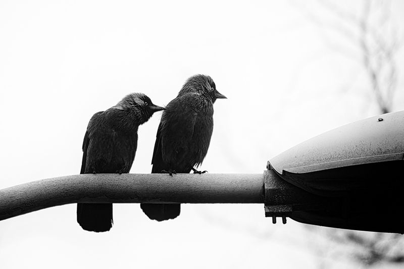 птица, галка, калининград, bird Нежный кусь фото превью