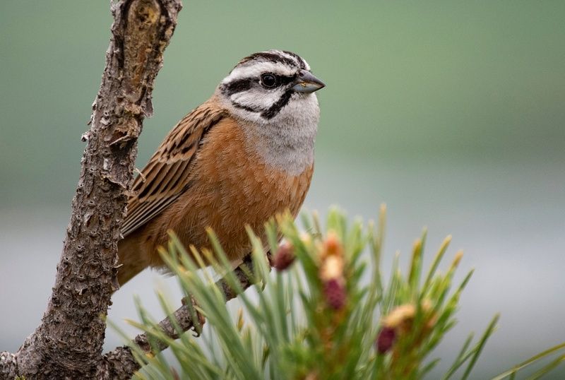 птицы овсянка Горная овсянкаphoto preview