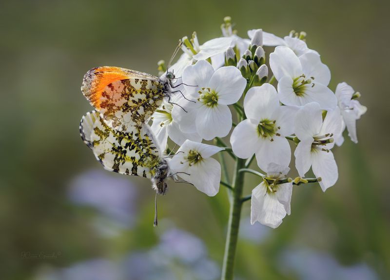 бабочки, зорька, макро Любовь на цветахphoto preview