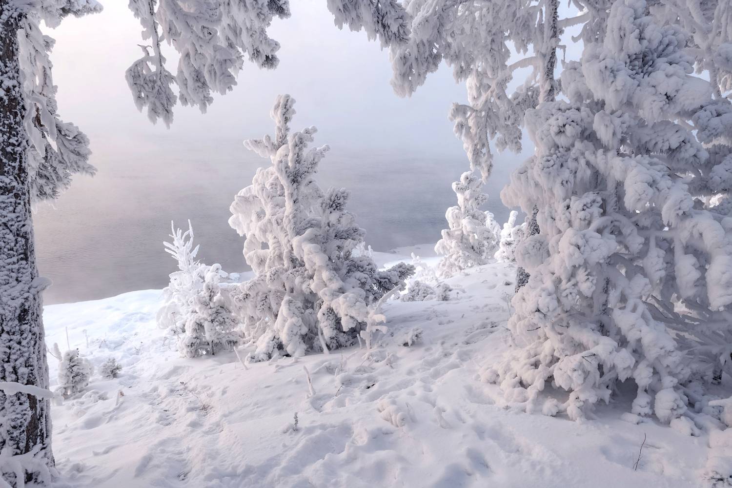 зима, мороз, енисей, иней, сибирь, ели, куржак, Фомина Марина