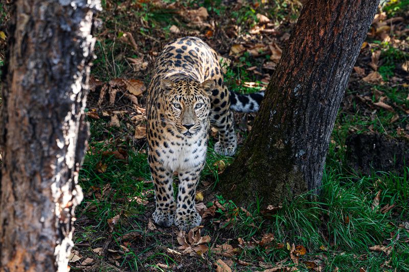 Приморье, Владивосток, Приморский край, Японское море, леопард Дальневосточный леопардphoto preview