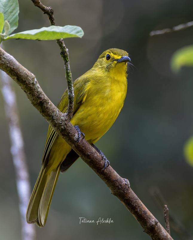 Желтобровый восточный бюльбюль (Yellow browed bulbul)photo preview