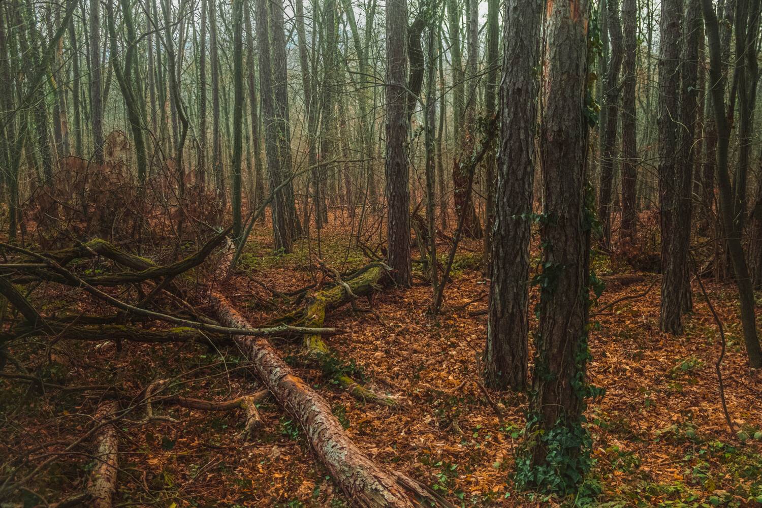 , Николов Андриян