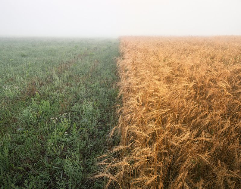 Поле, туман, пшеница, утро Границаphoto preview