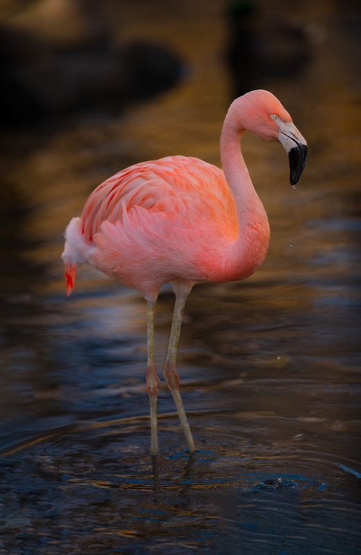 flamingo, water, pond, bird Pink Ladyphoto preview