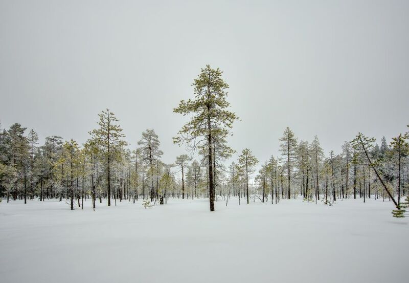 зима мороз болото снег белизна Зимаphoto preview