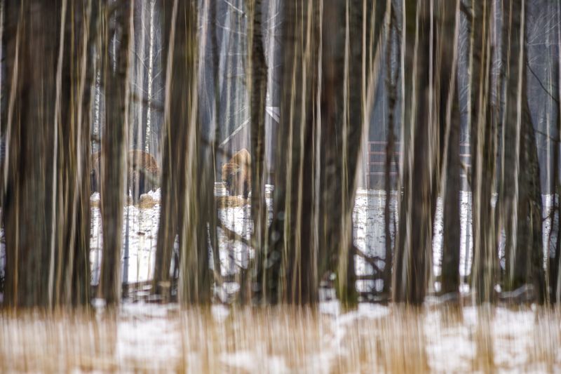 животные, природа, дикая природа, зубр, canon Мультиэкспозиция с зубрамиphoto preview