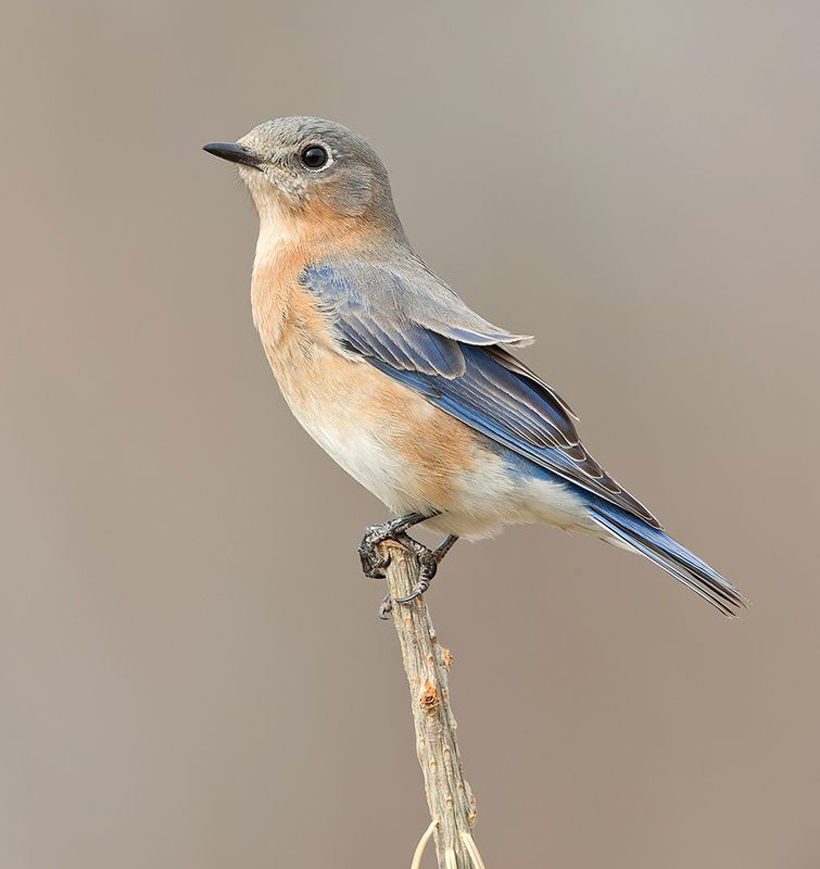 восточная сиалия, eastern bluebird, bluebird, winter bird Eastern Bluebird female -Восточная сиалия. самкаphoto preview