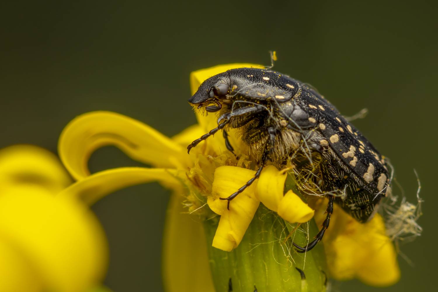 Автор: Nikolay Tatarchuk , Nikolay Tatarchuk