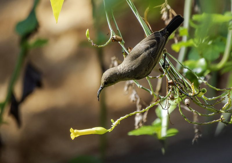 Палестинская нектарница.photo preview