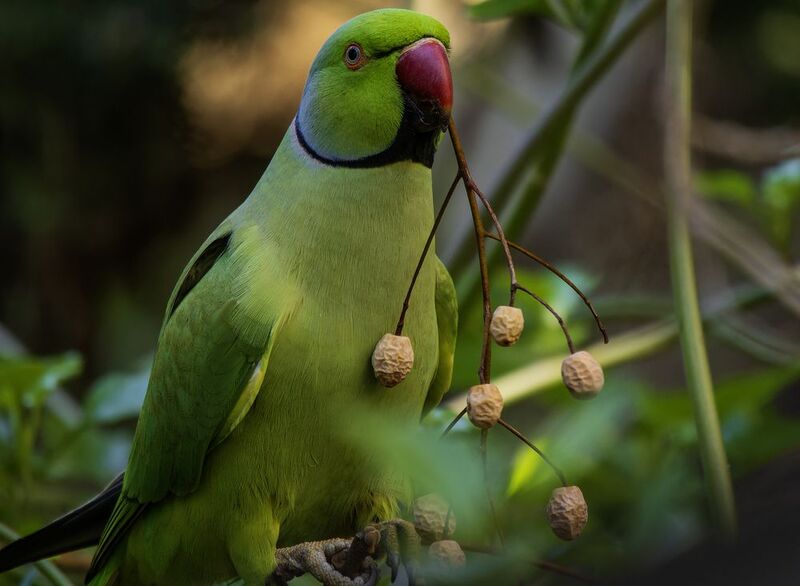 Индийский кольчатый попугай.photo preview