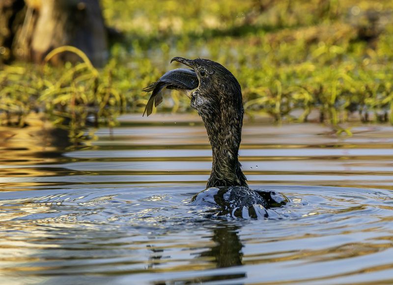 Зелёный баклан.photo preview