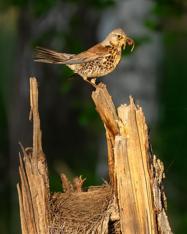 дрозд, рябинник, птицы, гнездо Мать, ты куда моего червячка понесла??photo preview