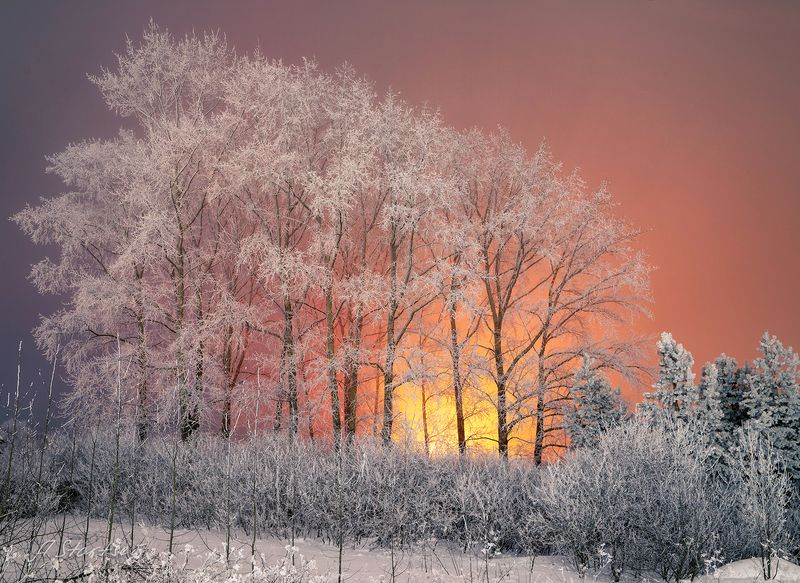 зима, иней, вечер, лысьва Иней на деревьяхphoto preview