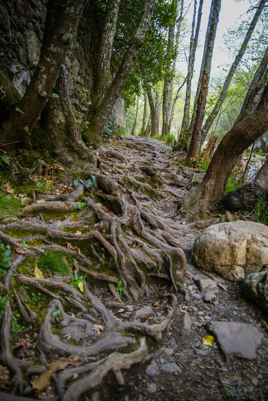 Лесная тропинкаphoto preview