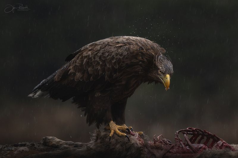 орлан, орлан-белохвост, птица, хищник, беларусь, красный бор, eagle, white-tailed eagle Мокрый. Голодный. Злой. фото превью