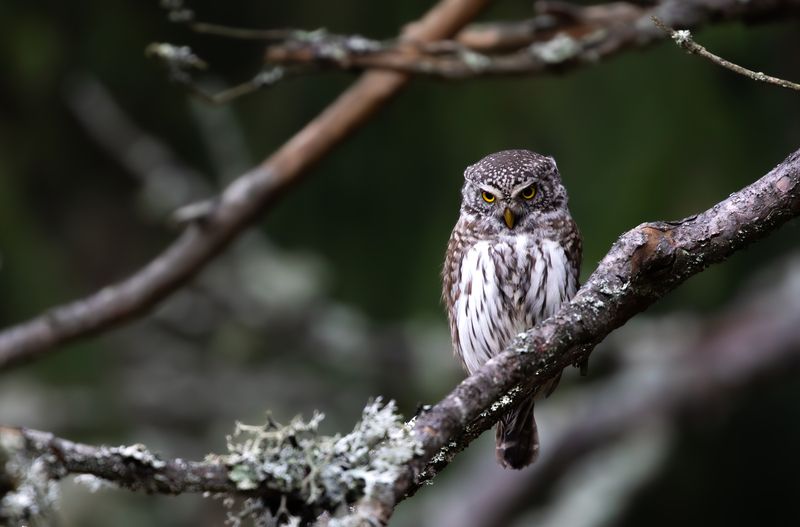 Воробьиный сыч.photo preview