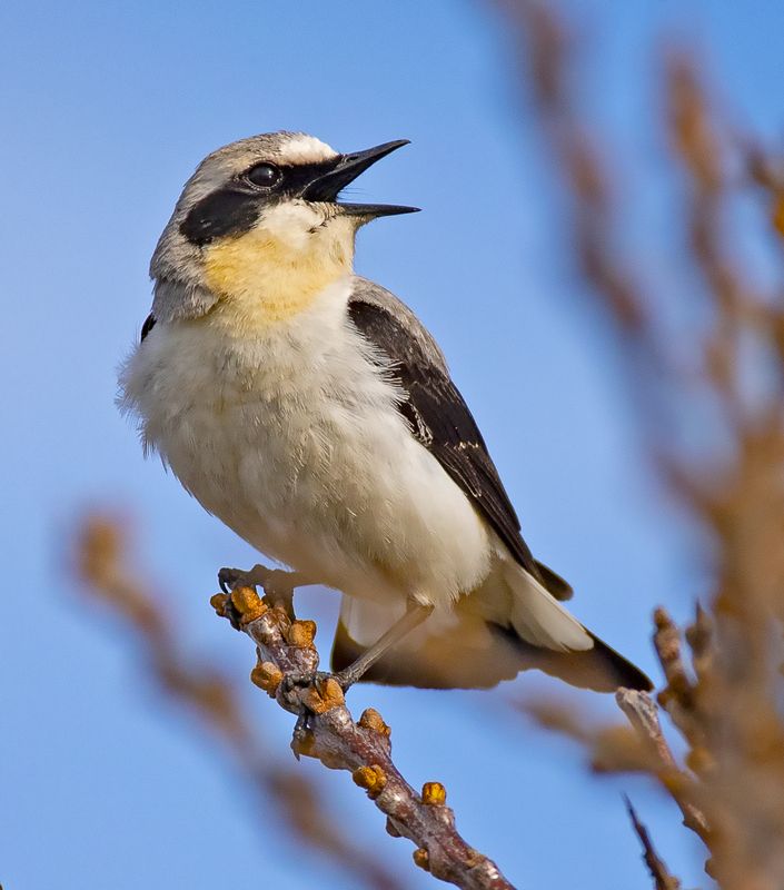 птицы каменка Обыкновенная каменкаphoto preview