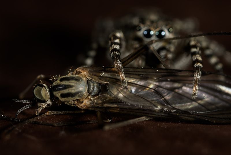 паук скакунчик, добыча, охота паука Добычаphoto preview