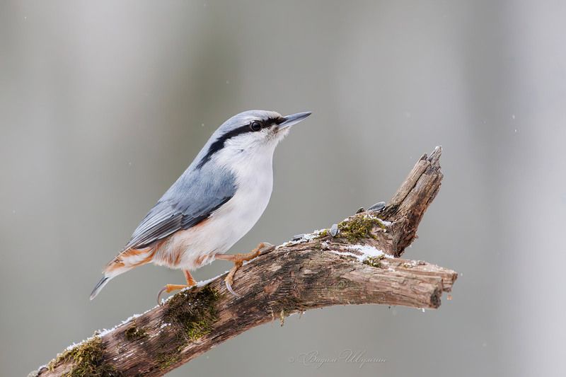 поползень Хоть сейчас на капот лимузинаphoto preview