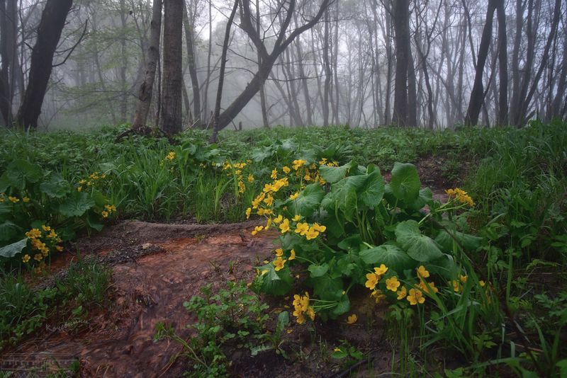 Калужница в калужской областиphoto preview
