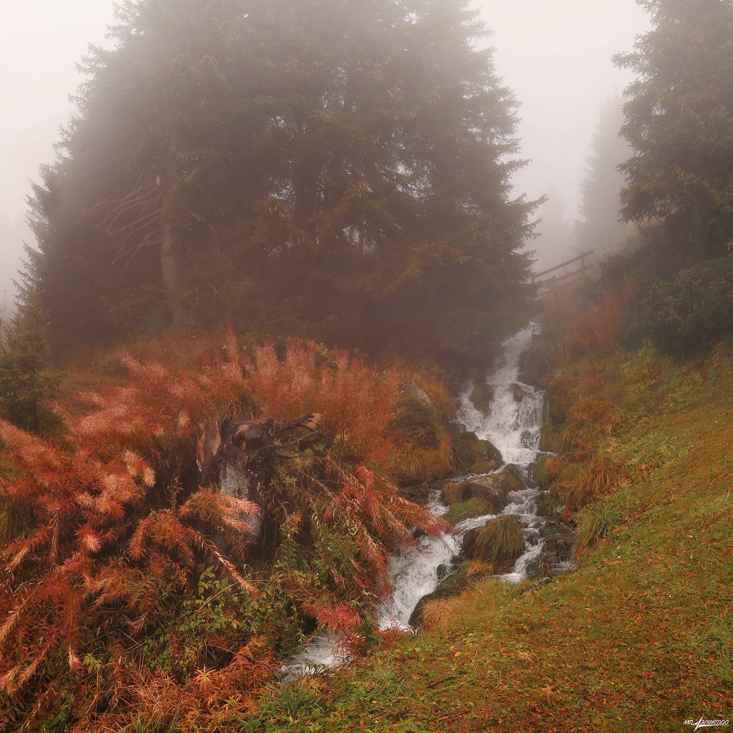 swiss,швейцария,горы,осень,туман,иван чай,bettmeralp, Матвеев Николай