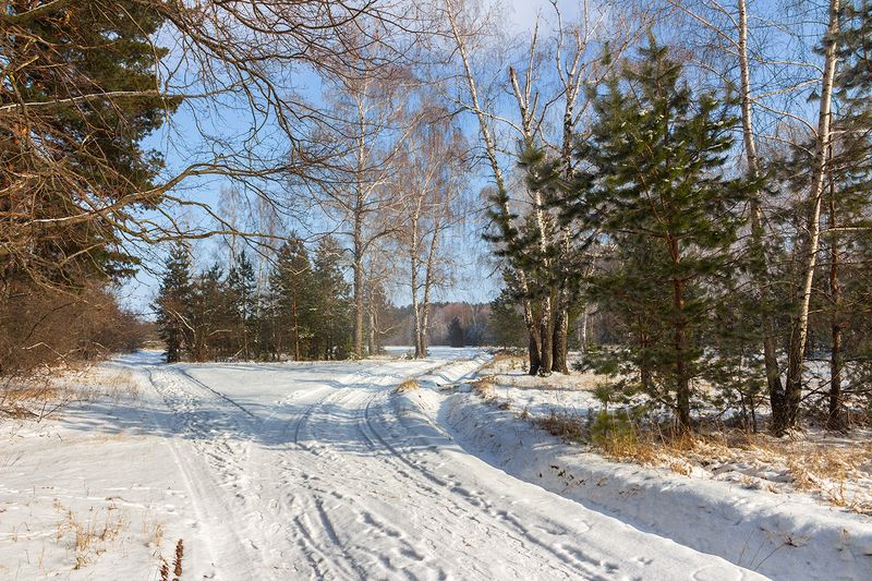 лес, деревья, зима, природа photo preview