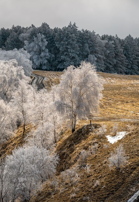 ставропольский край, ставрополье, холм, иней, деревья, парк, кисловодский национальный парк, малое седло, холмистый, берёза, дерево, в инеи, кисловодск, серебро, Сереброphoto preview