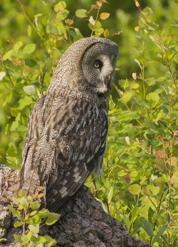 Охотник с камня :)photo preview