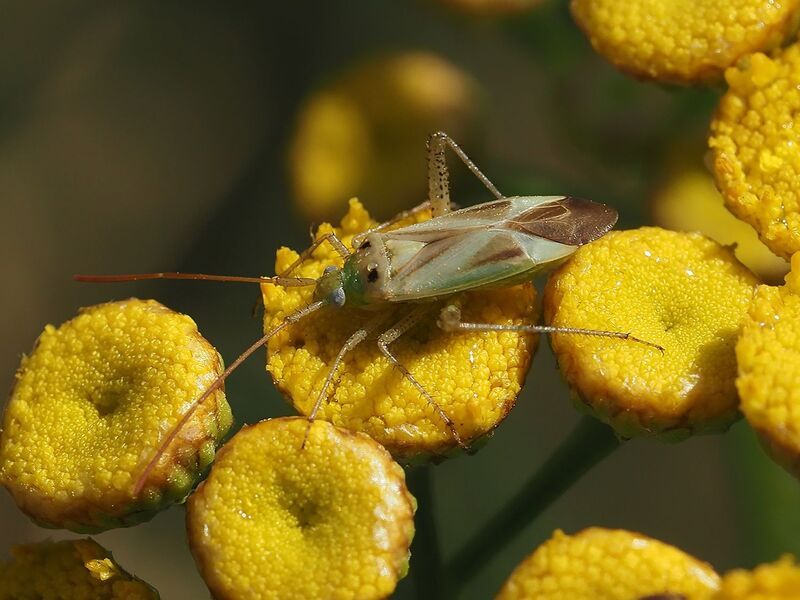 макро, пижма, клоп на пижмеphoto preview