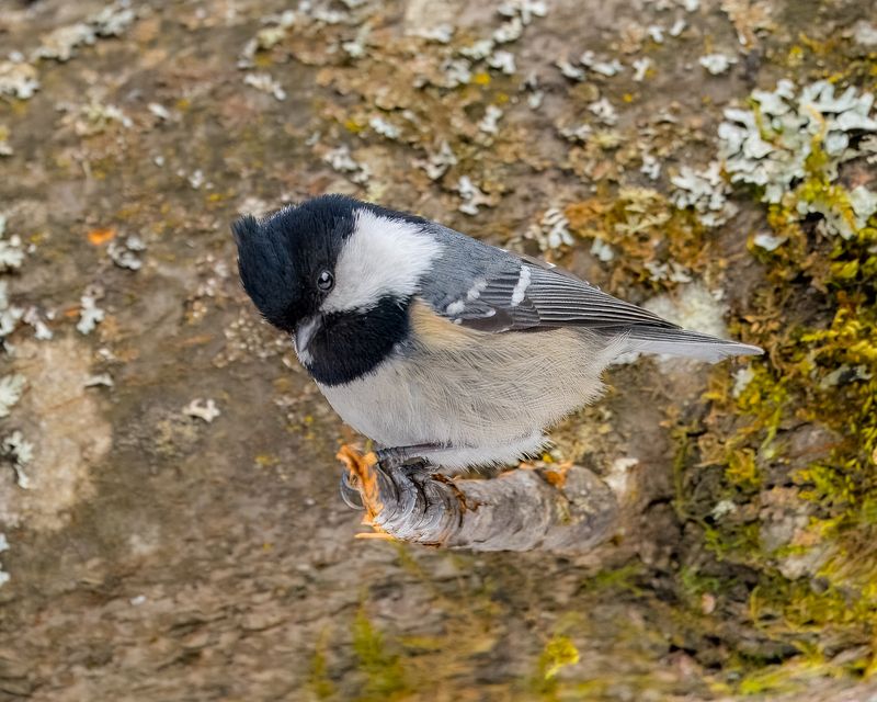 московка, синица, хохолок, птицы Московка - синичка-актриса.photo preview