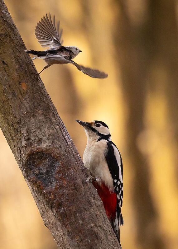 Friendsphoto preview