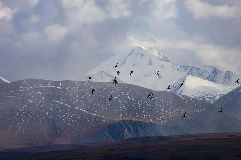 алтай, птицы, Северо-Чуйский хребет, горы, Кзылташ Кзылташ. Северо-Чуйский хребетphoto preview