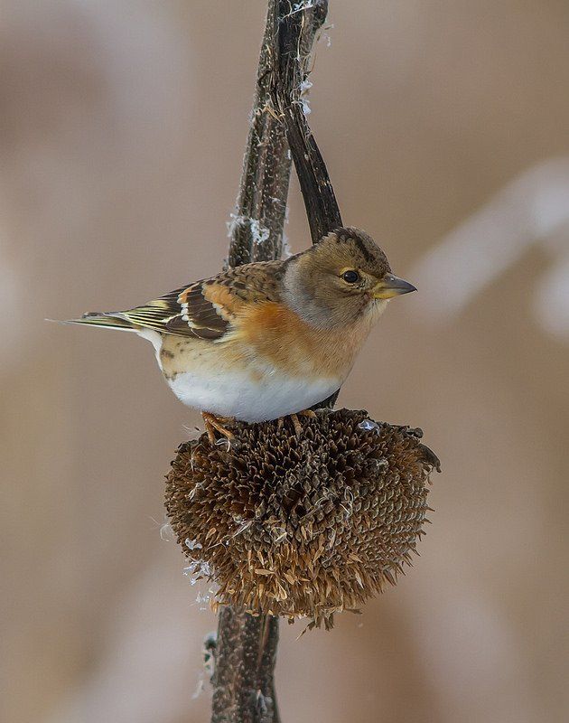 Юрок, вьюрок Юрокphoto preview