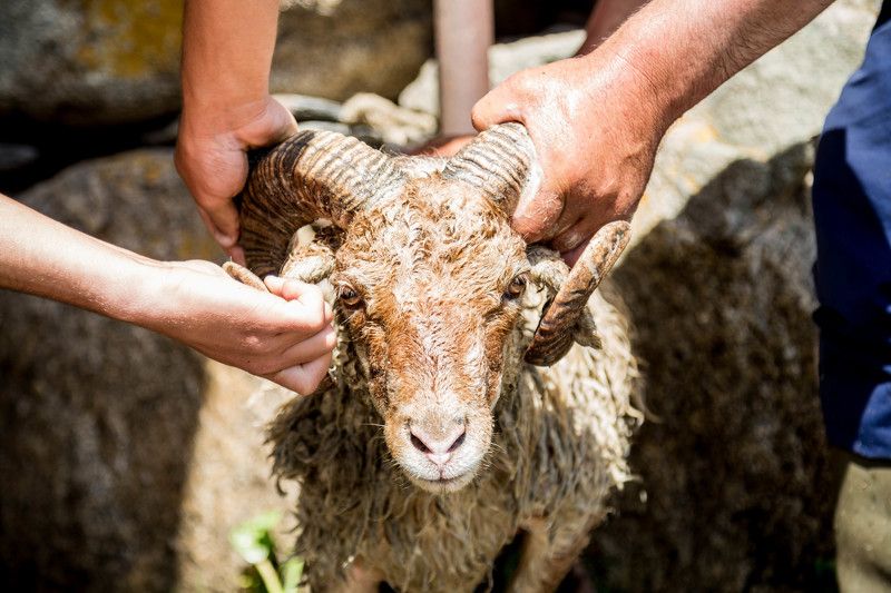 Горы, Грузия, Праздник, Путешествие, Традиция Битва титановphoto preview