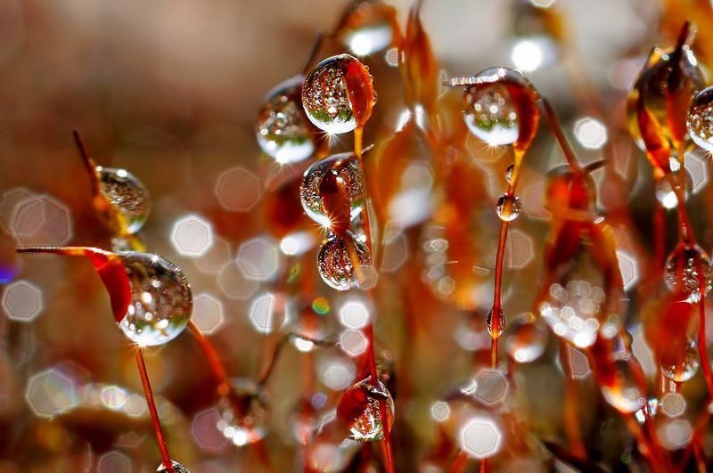 дождь, капли, макро,печора,коми,кукушкин,лен Солнце и дождьphoto preview