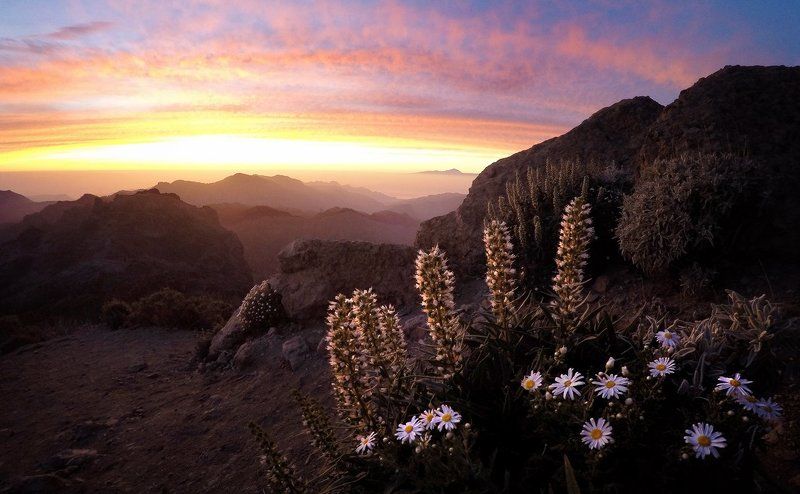Гран канария, Закат, Канарские острова, Солнце, Цветы Канары фото превью