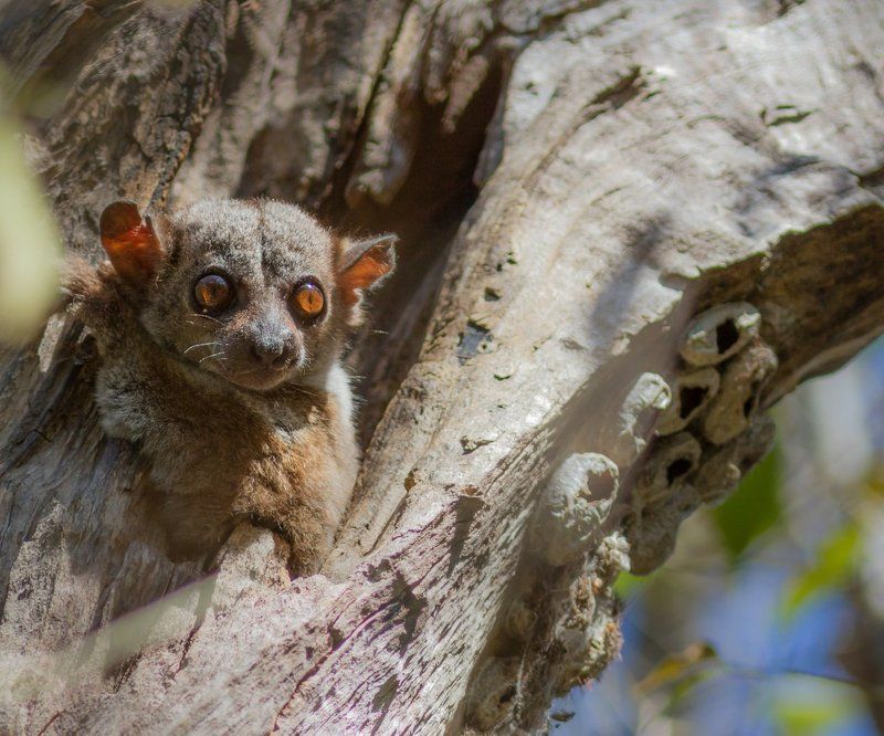 Дикая природа, Лемур, Мадагаскар Ну кто там шатается по лесу среди бела дня? фото превью