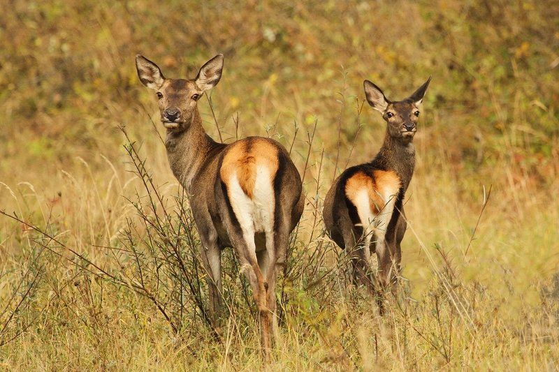 Jelenie...photo preview