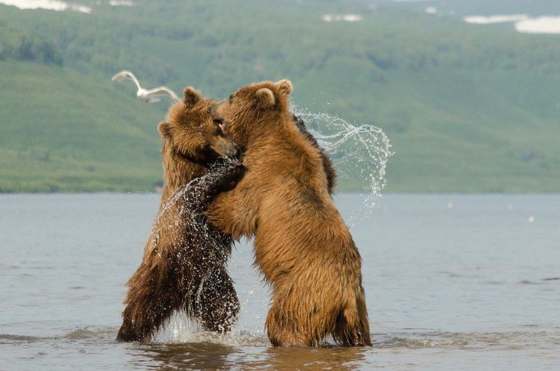 Ilia Seredkin, Russia