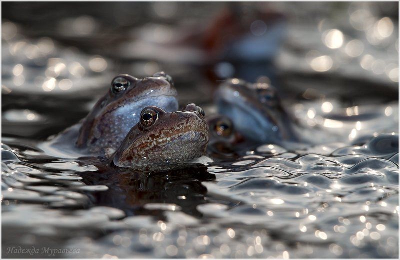 rana, temporaria, лягушка, нерест, травяная День всех влюблённыхphoto preview