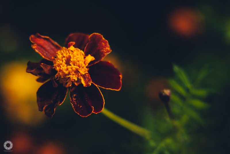 Чорнобривціphoto preview