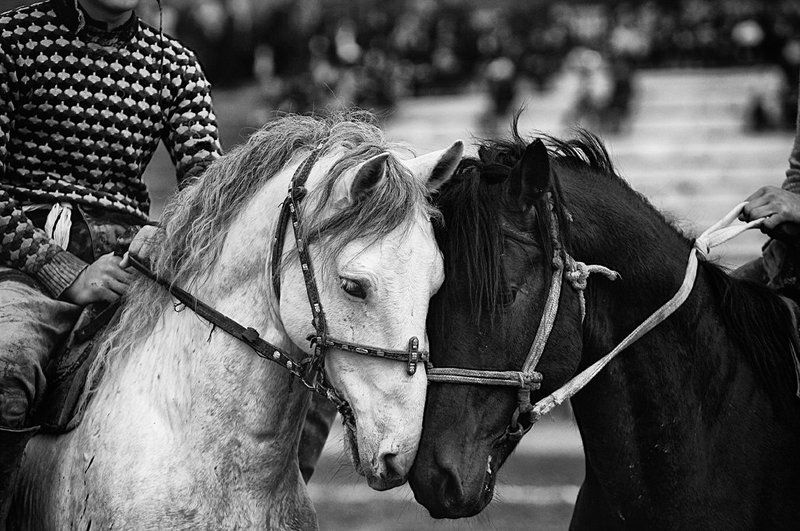 Кокпар в Южном Казахстане.photo preview