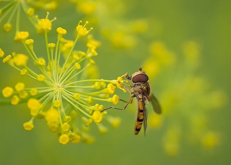 Любители укропаphoto preview