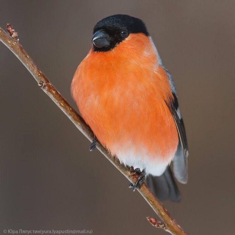 Снегирь Bullfinch.photo preview