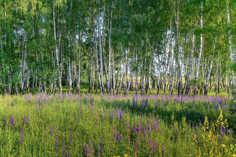 Березовая роща, Лето, Пейзаж, Россия, Русские берёзы, Цветущий луг В этой роще берёзовойphoto preview