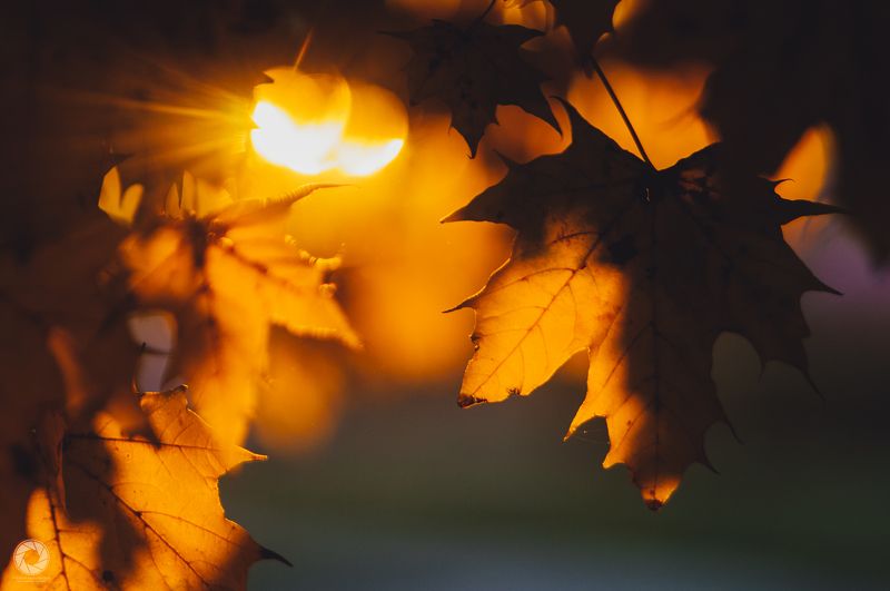 Осінні променіphoto preview