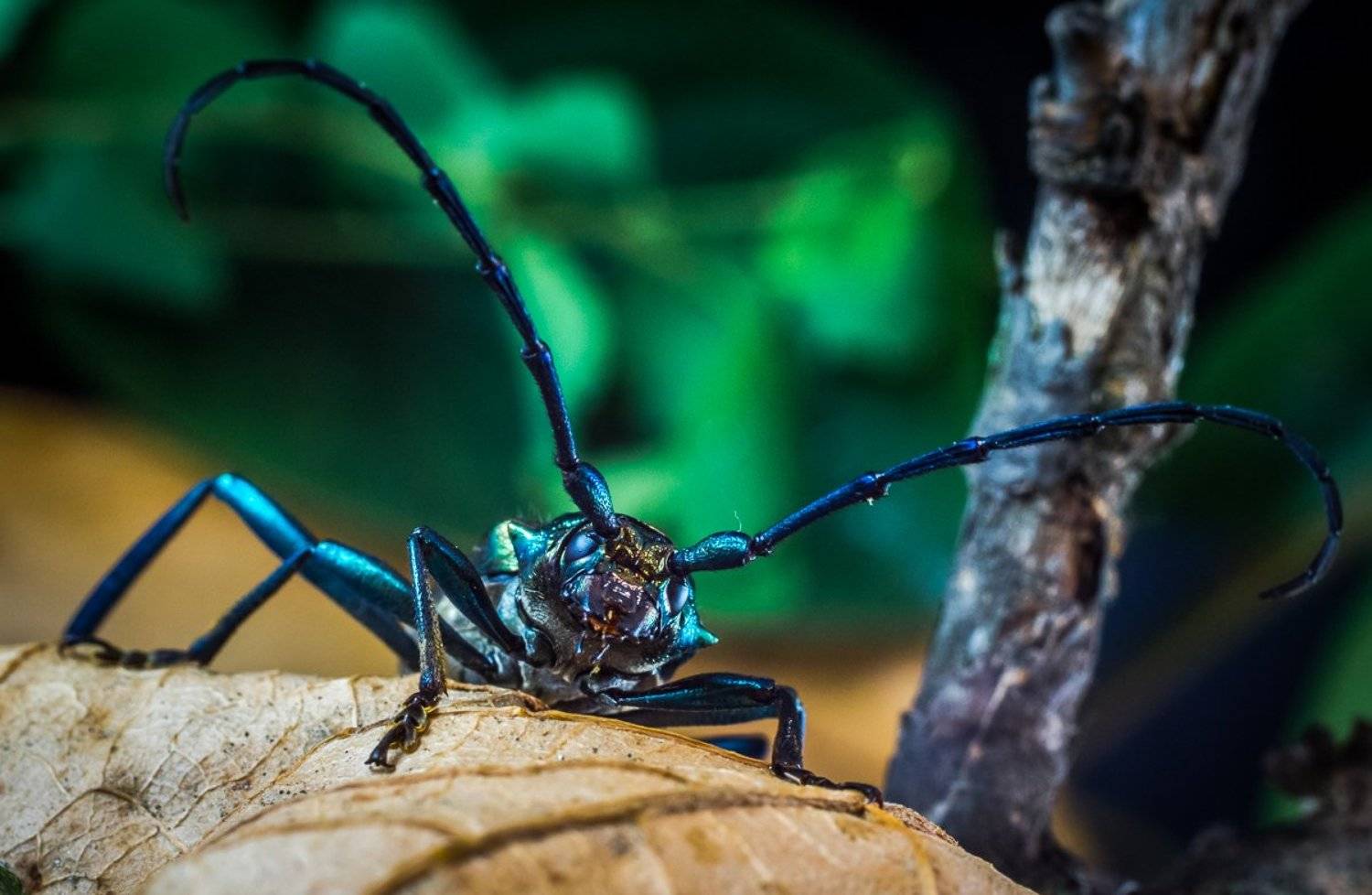 Шпанская мушка. Автор: Александр Хорошилов жук, лист, макро, макрофото, усач, усы, шпанская мушка, Александр Хорошилов