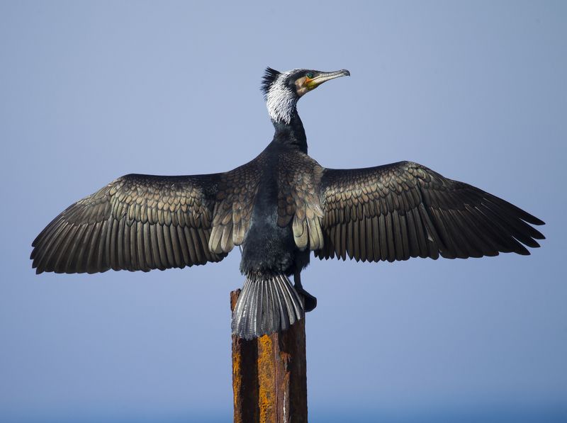 а вчера я поймал вот такую рыбуphoto preview